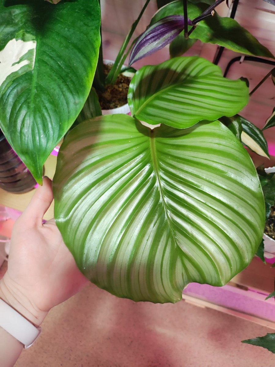 Красавица орбифолия. Первый экземпляр, который я увидела вживую.