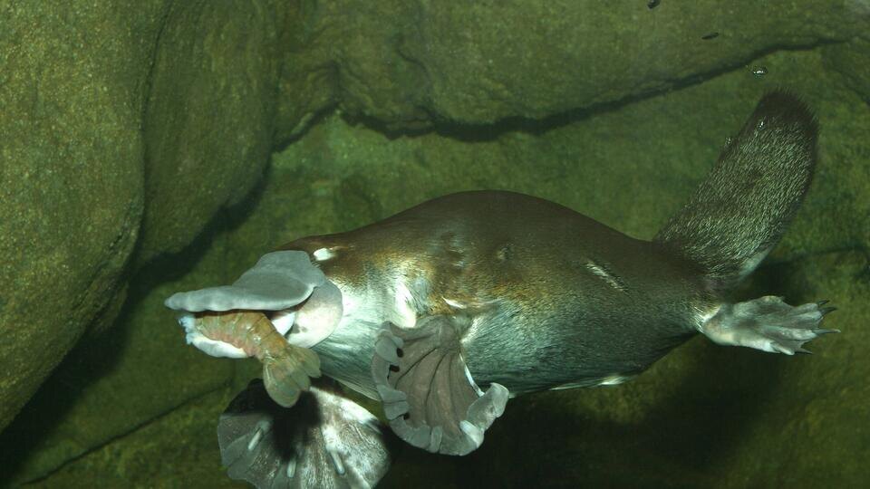 Фото: © Global Look Press/J.Hauke/blickwinkel