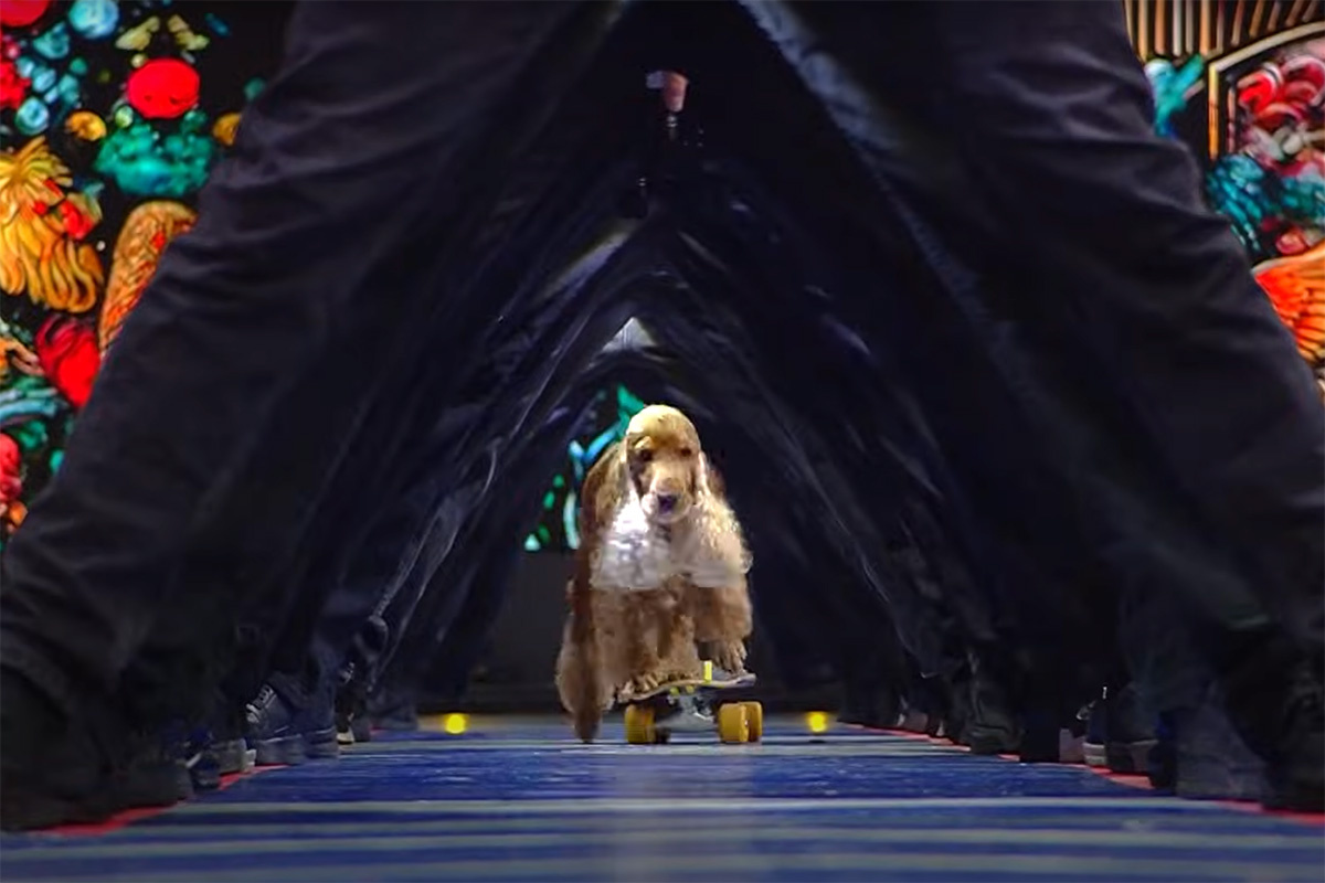 Guinness World Records / YouTube📷Кокер-спаниель Кода