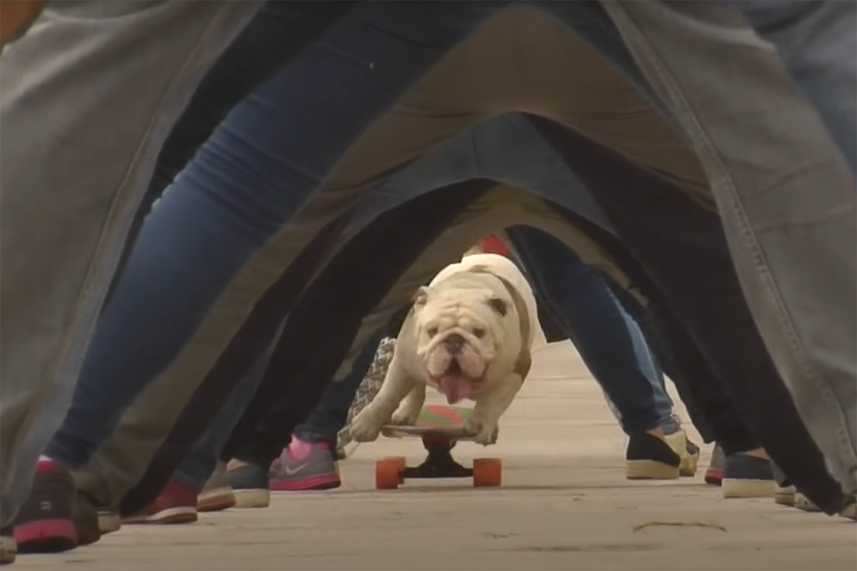 Guinness World Records / YouTube📷Бульдог по кличке Отто