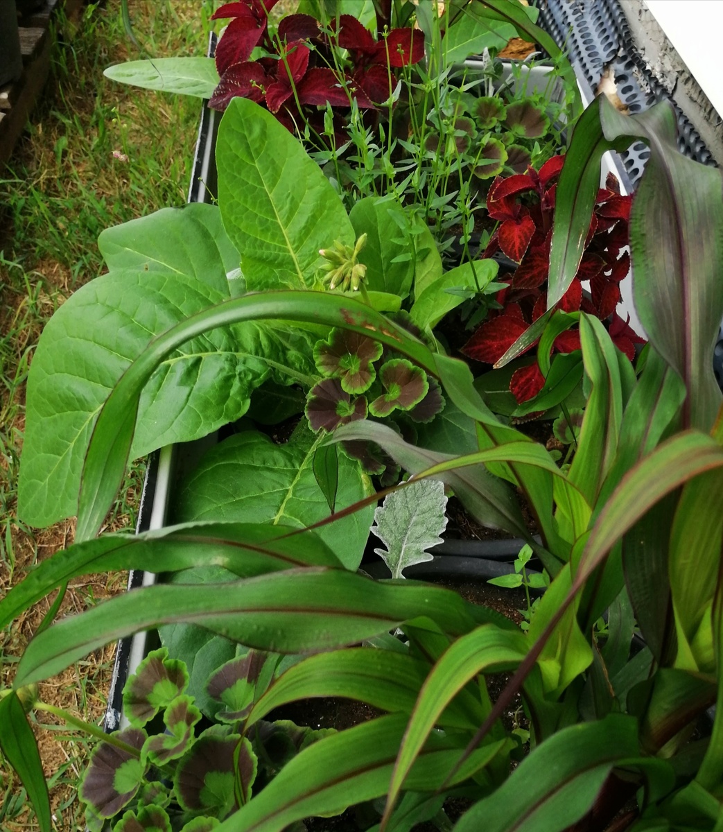 Горшечная композиция, 2024