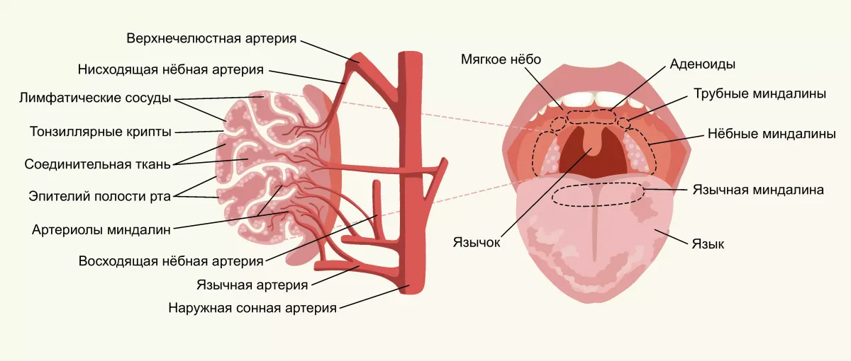 Схема строения небных миндалин. Дарья Климова. Большая российская энциклопедия.