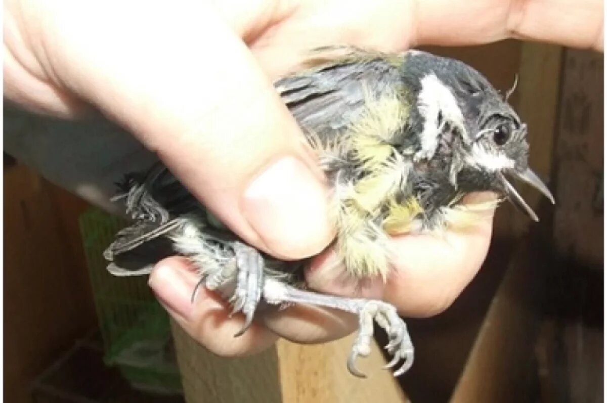    В Ульяновске спасли синицу, застрявшую в ловушке для крыс и мышей