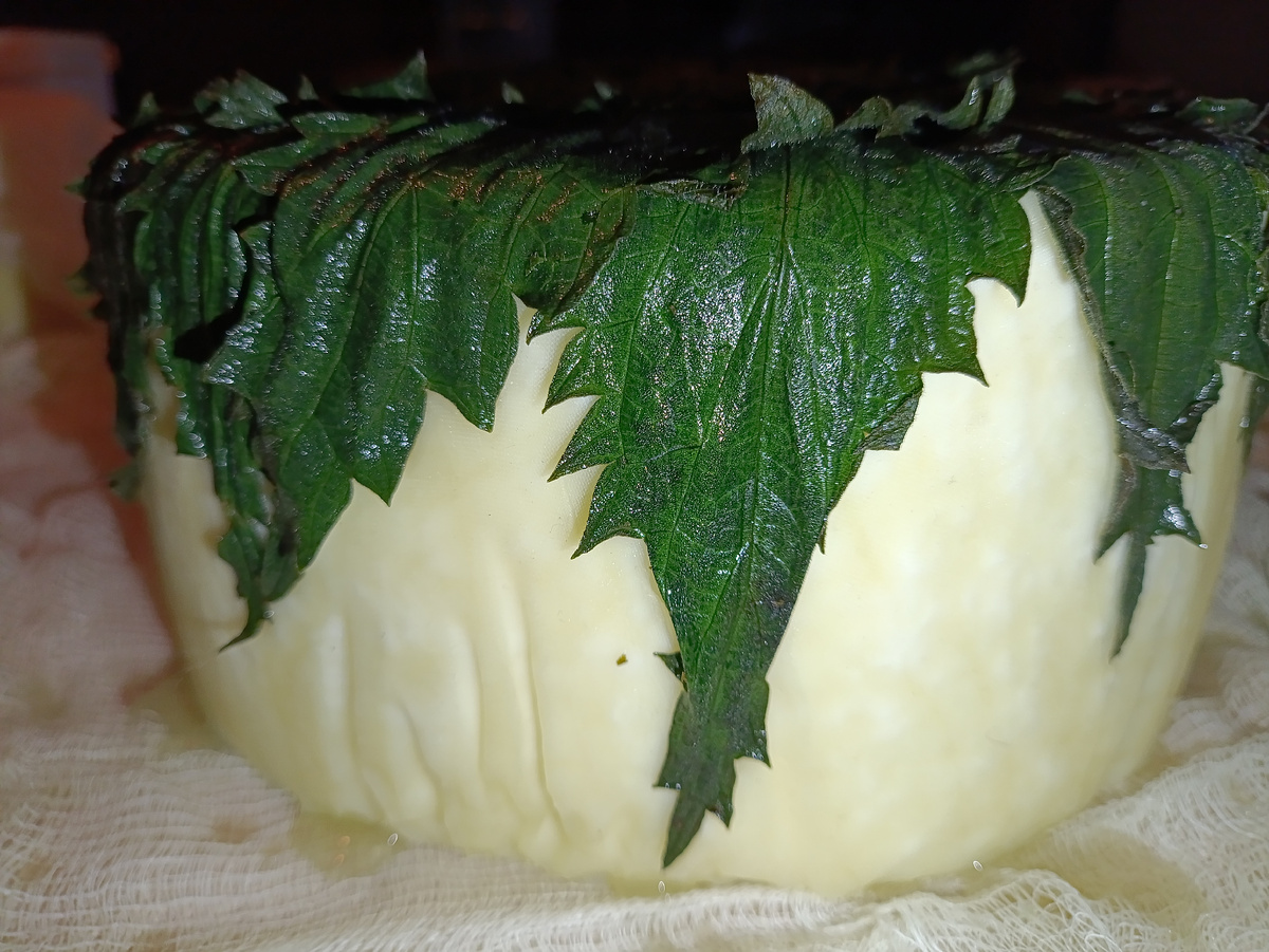 Это сыр ярг в крапивном листе.