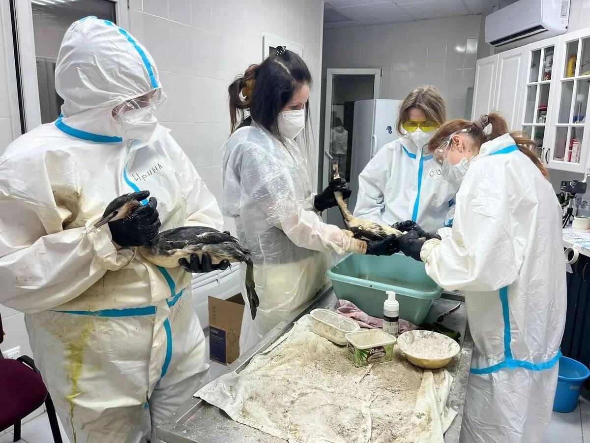    Число испачканных мазутом птиц растет в акватории Сочи - экологи. Фото. © Сочинское географическое общество. Александр Блинов