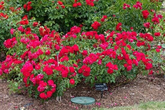 Роза 'Red Finesse' ('Korvillade'). Фото: https://www.rhs.org.uk