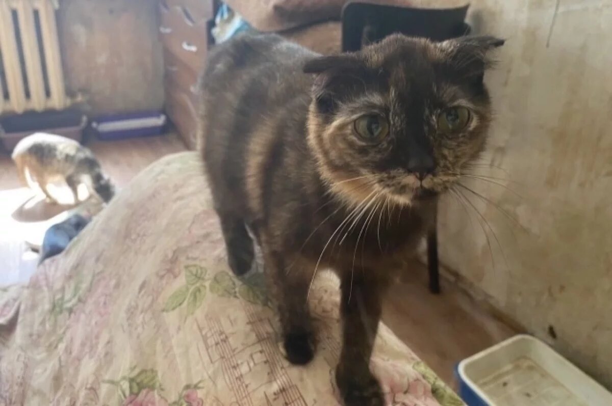    От неправильного содержания кошек страдают и сами животные, и люди вокруг