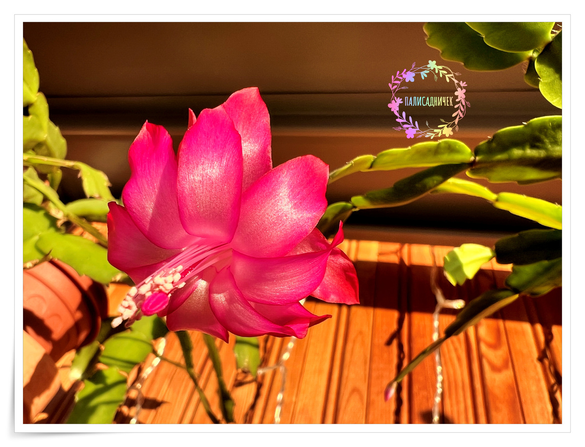 Без рода и племени ))) Из Пскова черенок приехал со мной. Укоренился. Подрос. Так цветёт. 