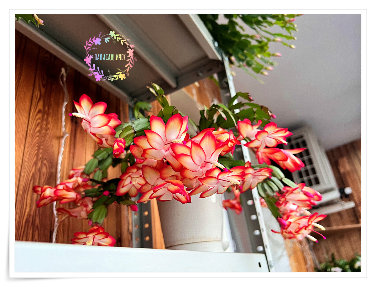 Самба собственной персоной 🔥🔥🔥