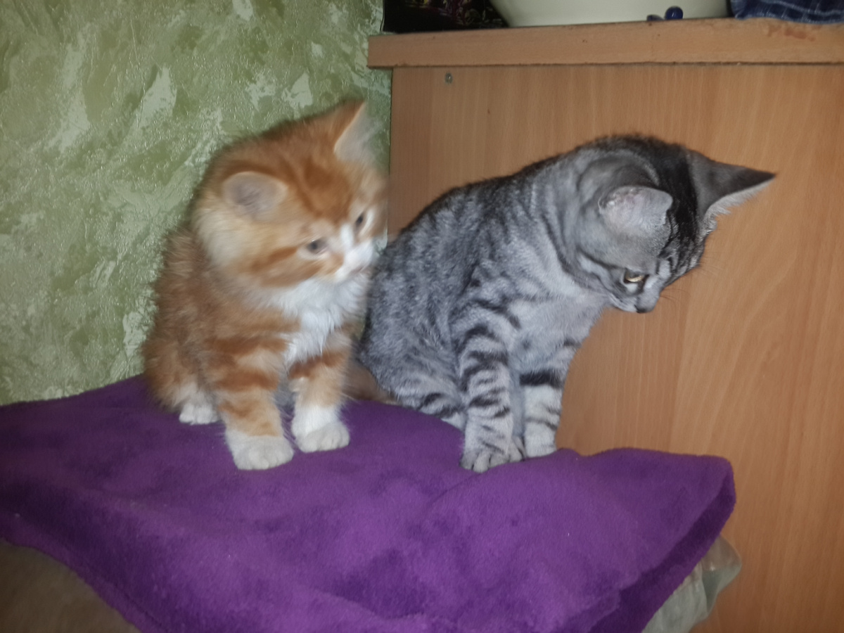 Абрикосик и Персик