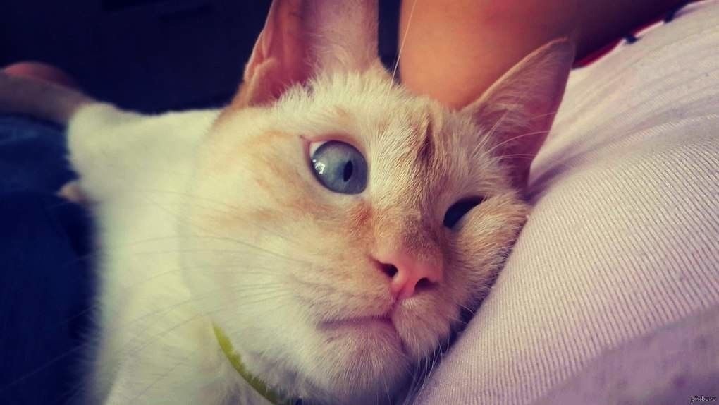 -Ну, подушка. Жалко что ли???