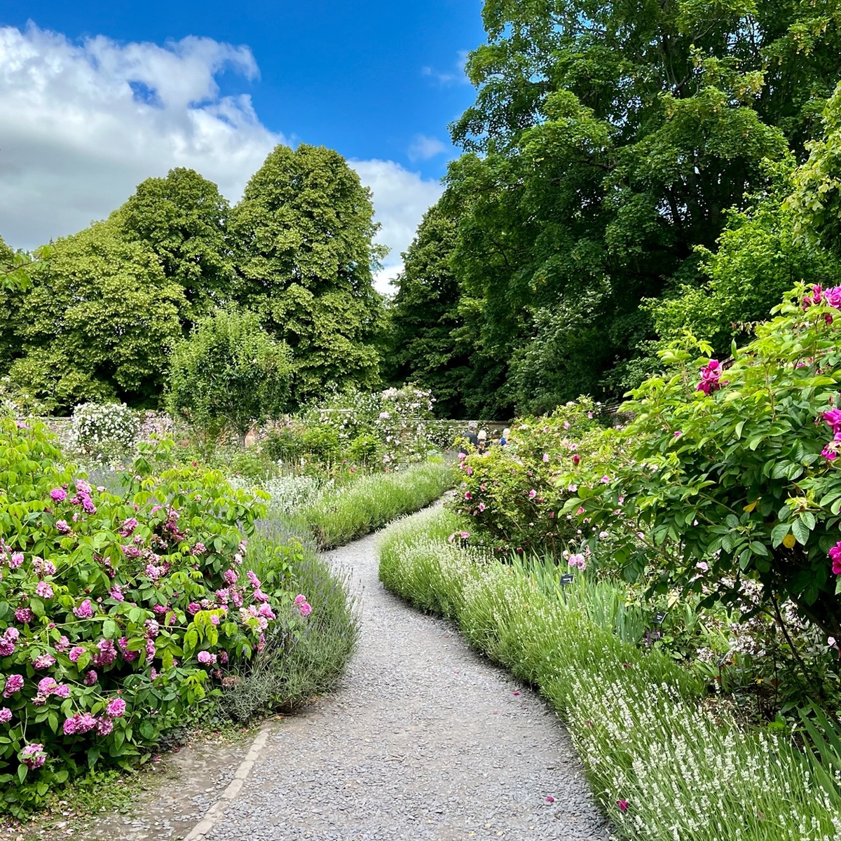 Вход во второй сад. Бордюры из белой лаванды
