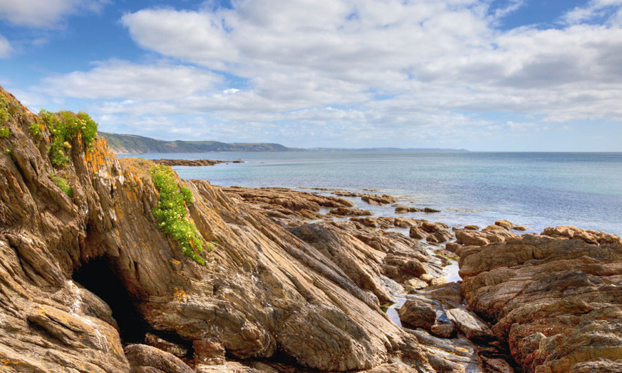 Дикий самфир, растущий на скалах в Ист-Лу.