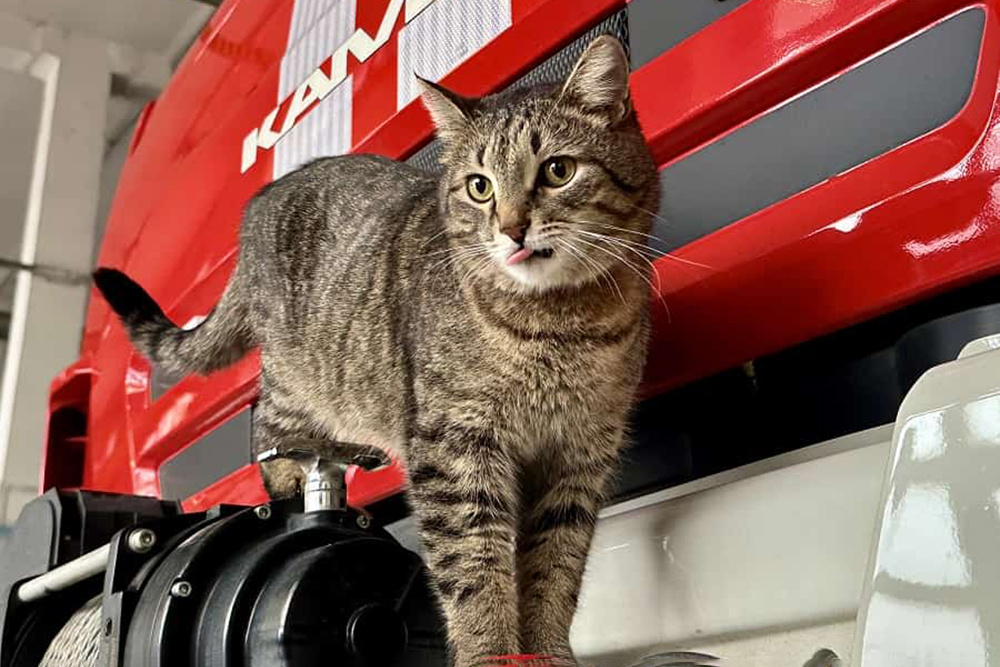    Кот Толик (Москва, Россия). Фото: Пресс-служба МЧС России