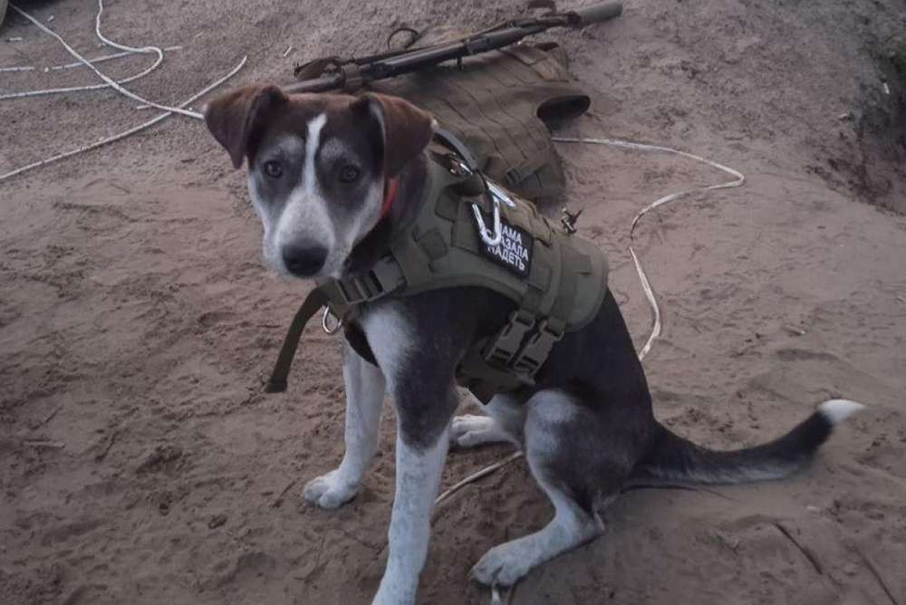    Дворняга Победа (Херсонская область/Самара, Россия). Фото: Личный архив