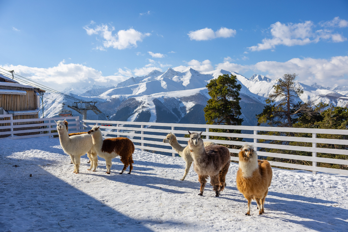 Альпаки на Ферме Альпак 
