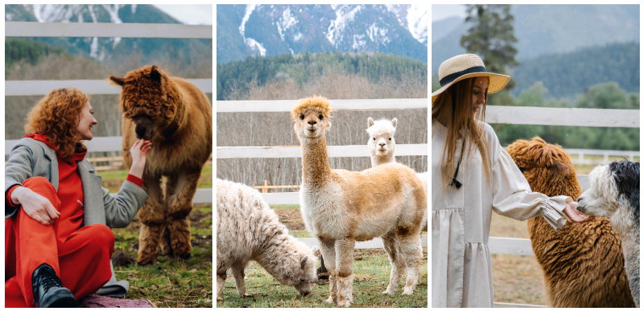 Ферма Альпак в Архызе