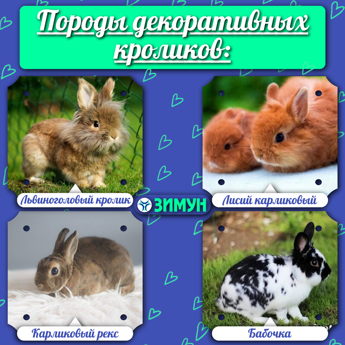 Породы декоративных кроликов