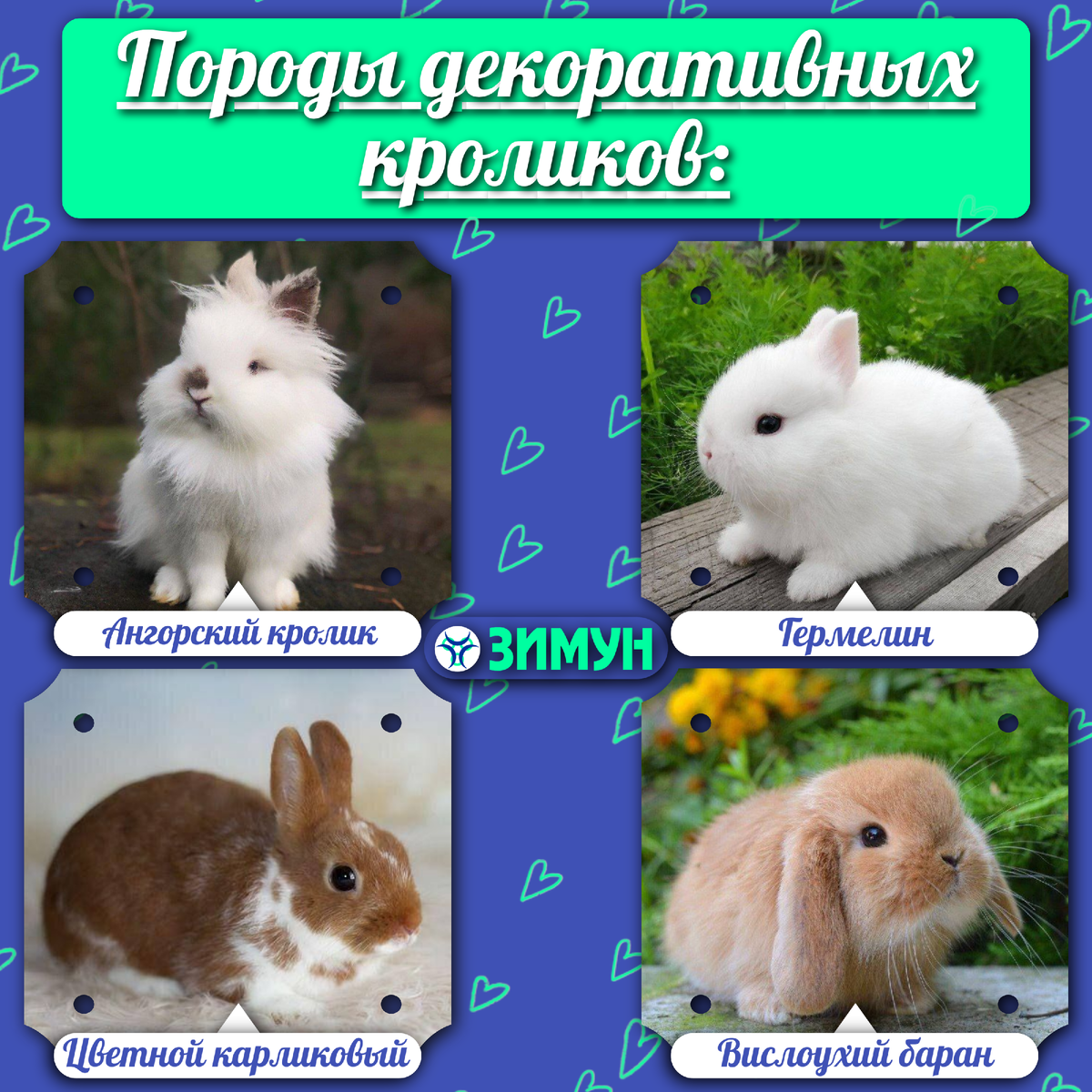 Породы декоративных кроликов