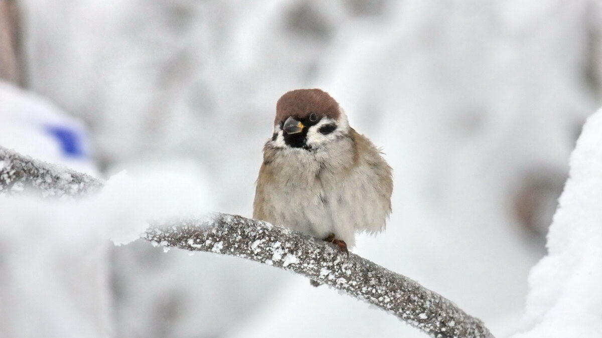    Стать волонтёром переписи воробьёв может каждый. Фото: Flickr