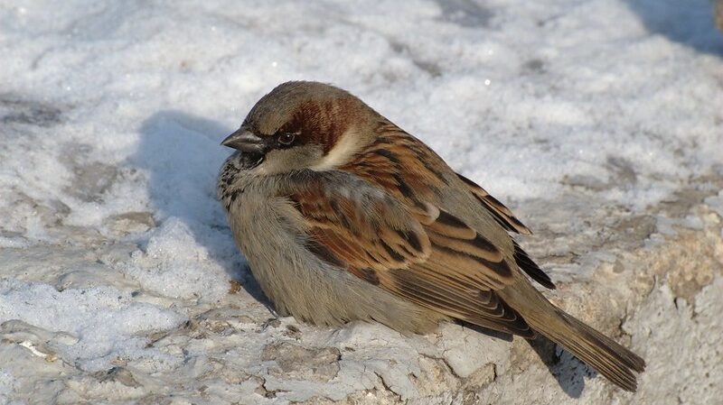    Организаторы акции разработали для волонтёров переписи специальную инструкцию. Фото: Flickr