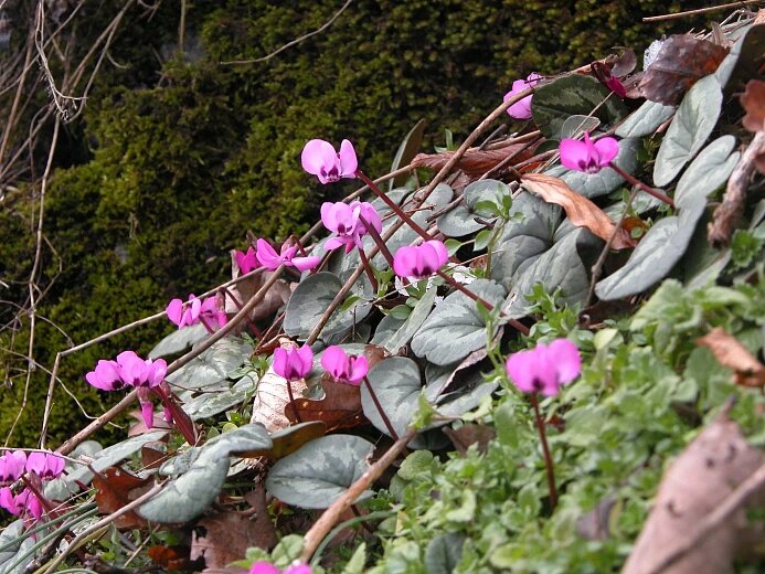    Фото: пресс-служба «Розы Хутор»
