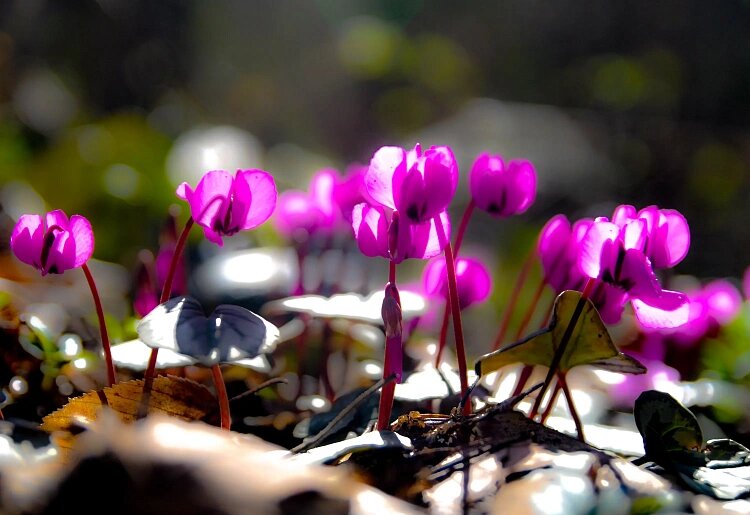    Фото: пресс-служба «Розы Хутор»