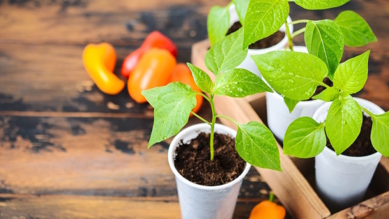    Как правильно посадить перец на рассаду в феврале: пошаговое руководство Богдан Герцен