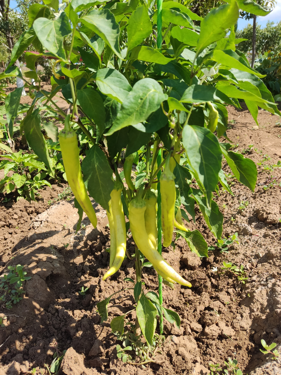 Перец Астраханский в прошлом году