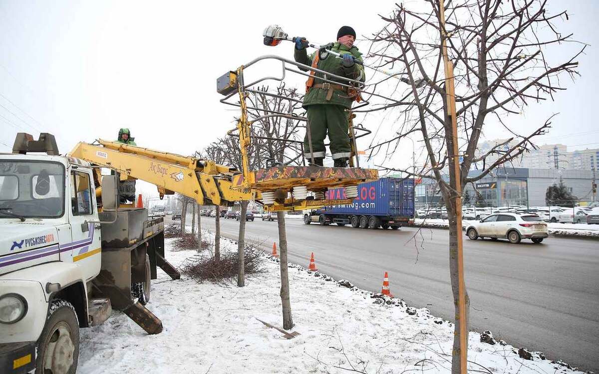    В Липецке в этом году снесено 126 дерева мэрии Липецка
