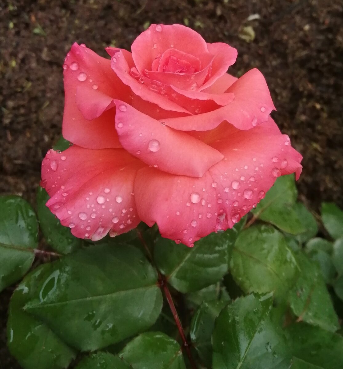 Эта и все последующие фото моих роз. 