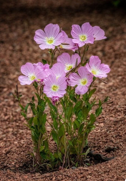 Энотера красивая Розовая мечта