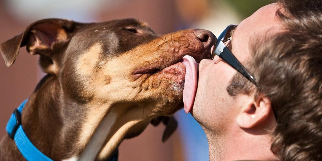 Помнят ли собаки нас спустя годы? Разбираем особенности их памяти