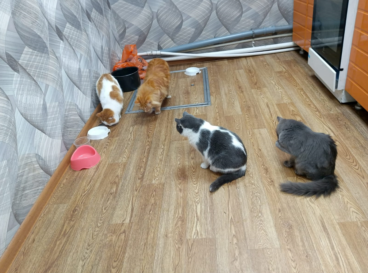 Гламурно - мяурная тусовка