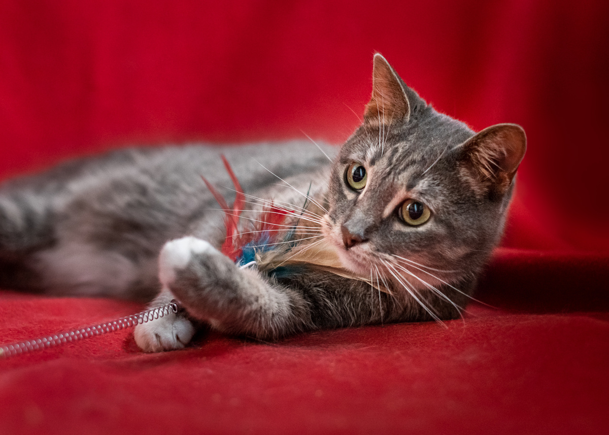 Знакомьтесь! Это Джильда, и она ищет дом