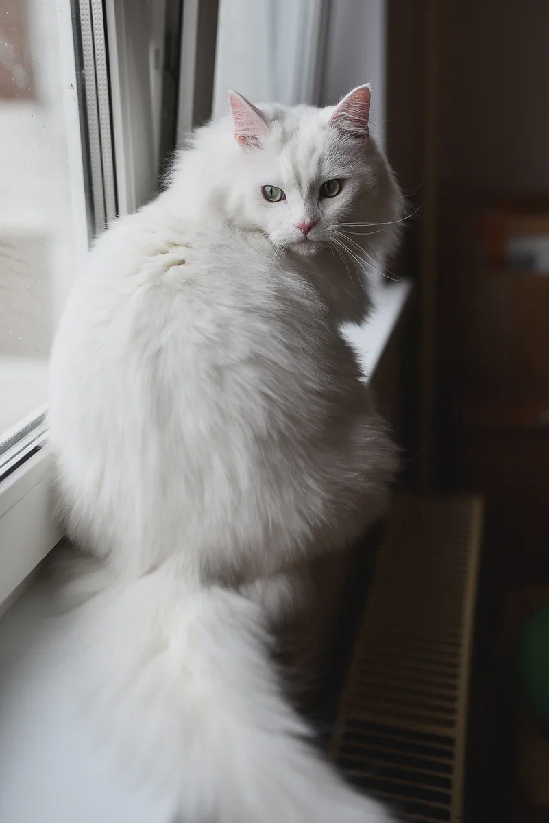 Очаровательный Макешиц