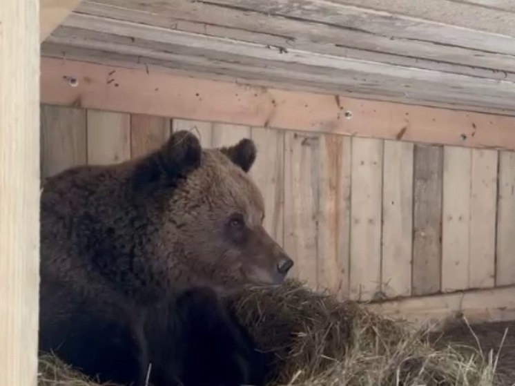     Фото: скриншот видео telegram-канала Северо-Западного межрегионального управления Росприроднадзора