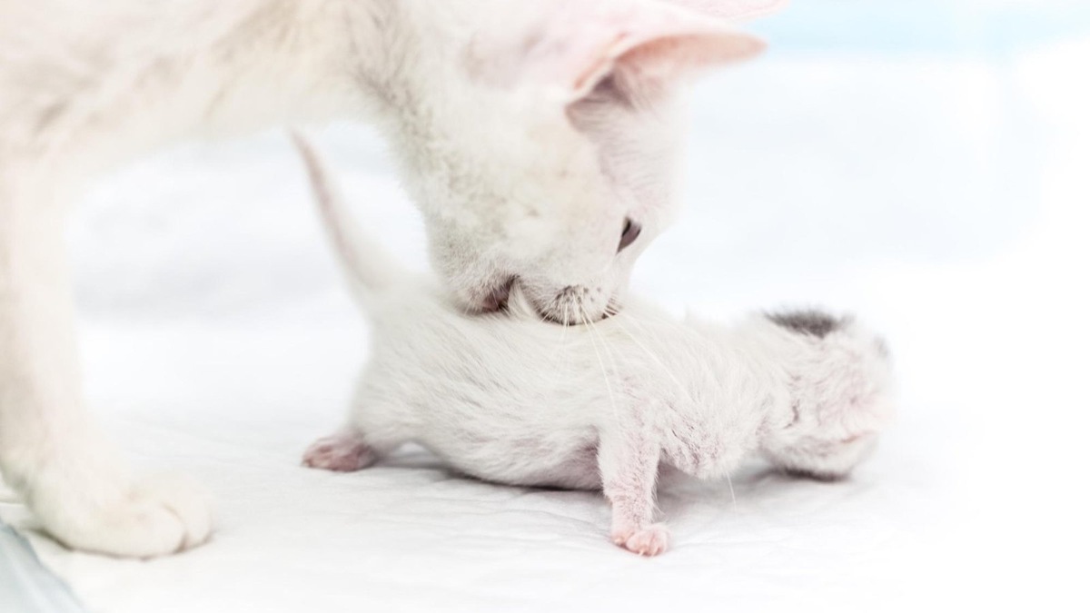    Как кошка носит котят за шкирку