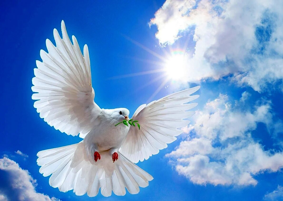 фото с интернета.