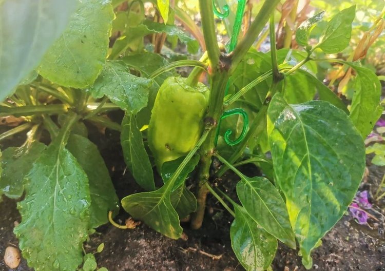    Узнали у экспертов хорошие сорта сладких перцев для прохладного климата