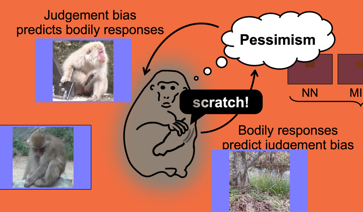   N + 1; Sakumi Iki, Ikuma Adachi / Proceedings of the Royal Society B.