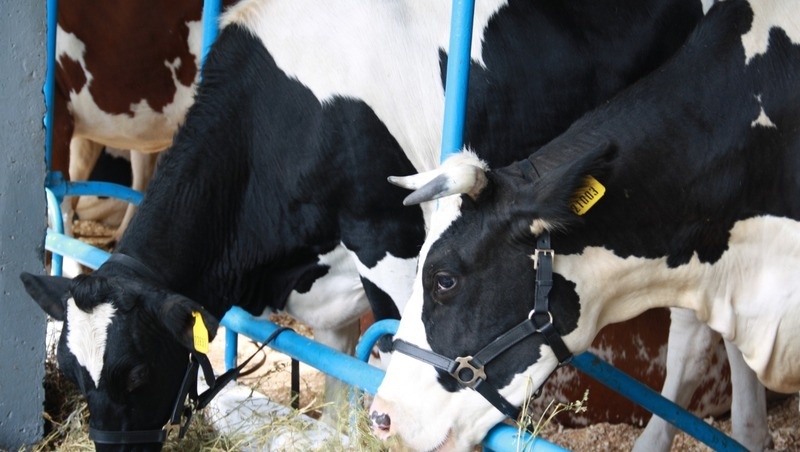      Фото: минсельхоз СК