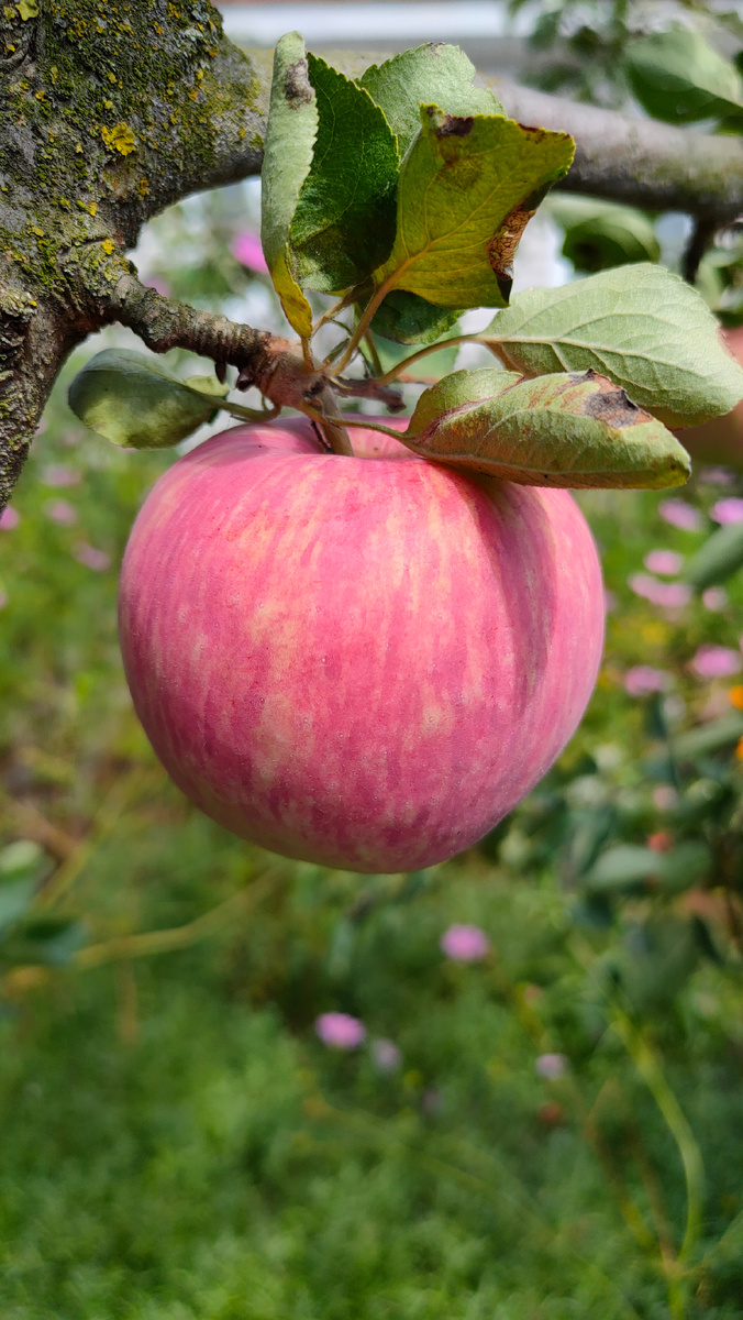 Фото автора. Урожай 2024. Вот такие яблочки у нас были