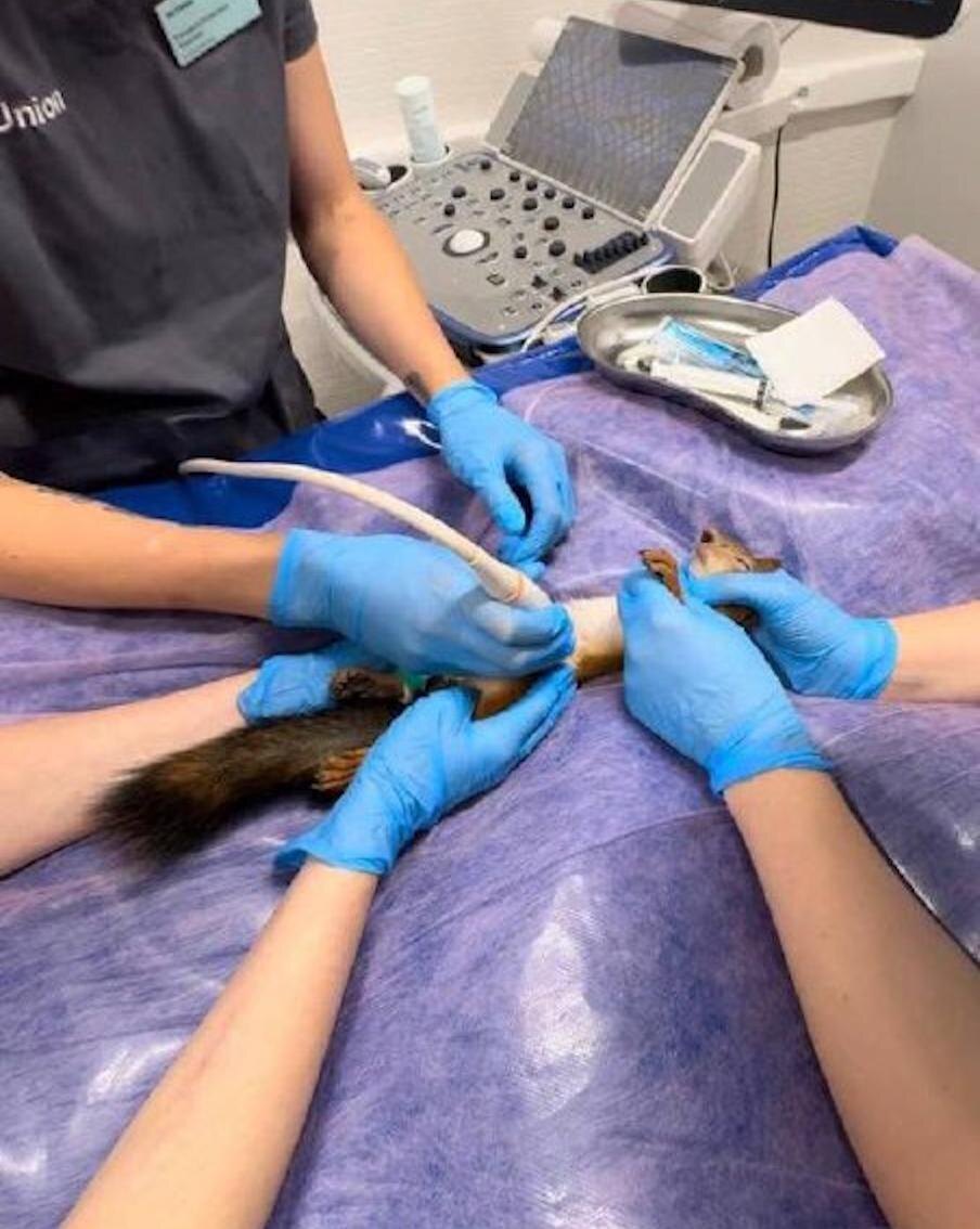 Будущей маме Фрозе делают УЗИ. У беременной белки был сломан позвоночник, но она смогла родить и осталась у волонтёра. Из архива Яны Пучковой