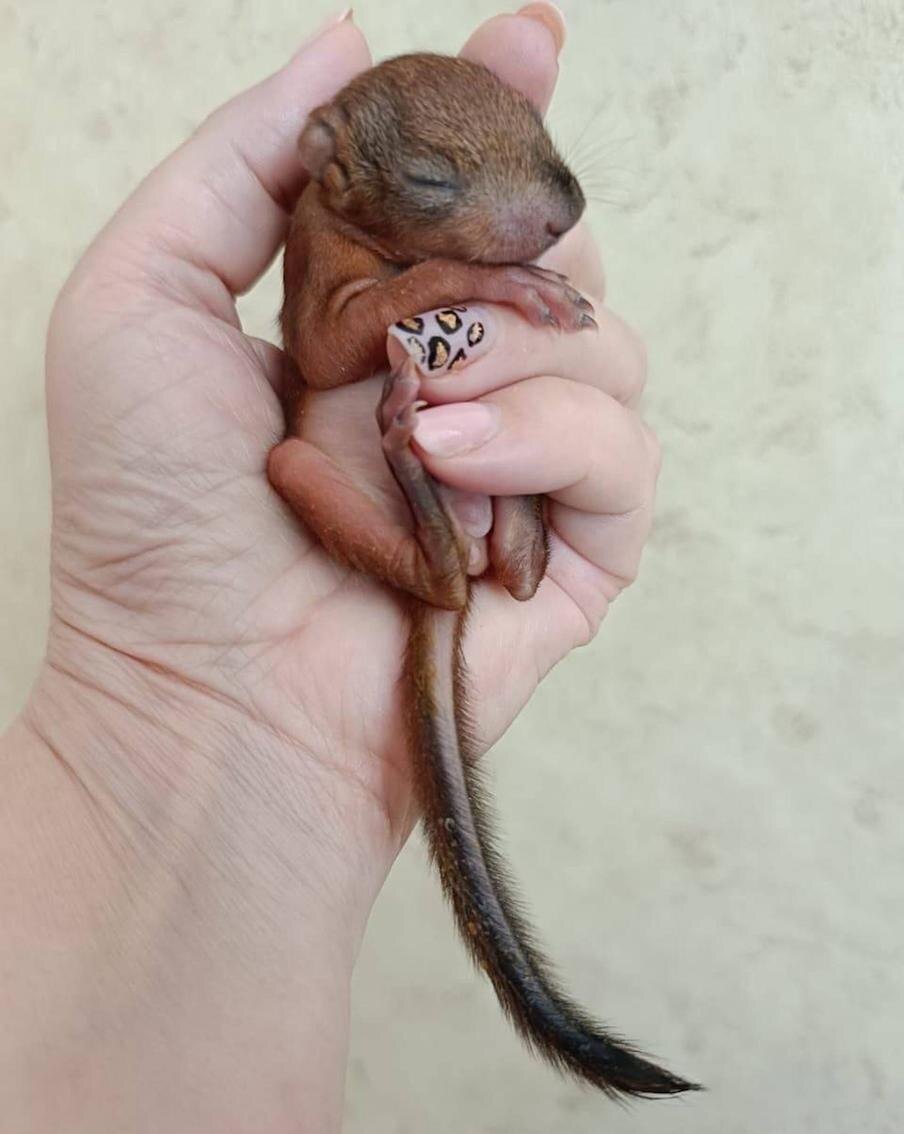 Из архива Яны Пучковой
Таких бельчат, как этот, волонтёры называют "выкормыш" – его выходили и отпустили на волю.