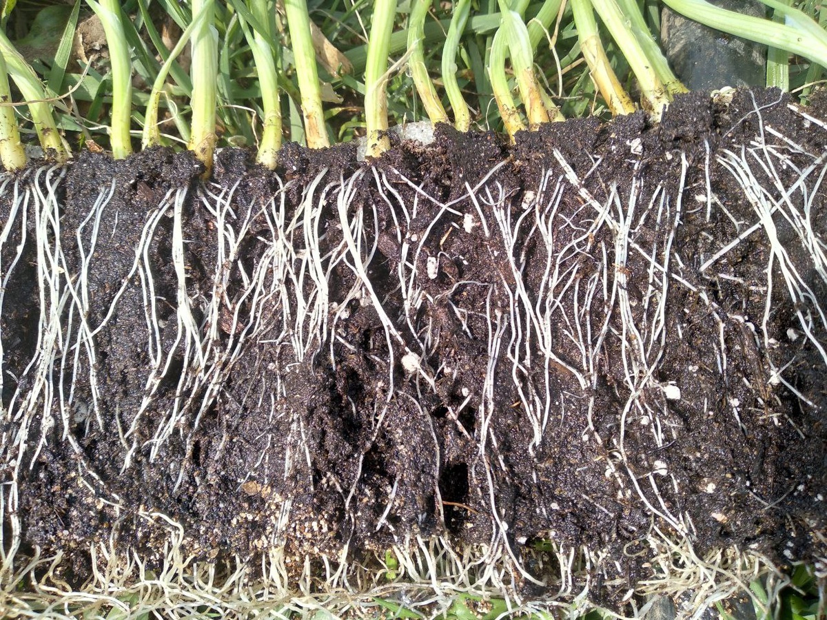 Развёрнутая улитка перед высадкой в грунт с луком сорта Эксибишен.