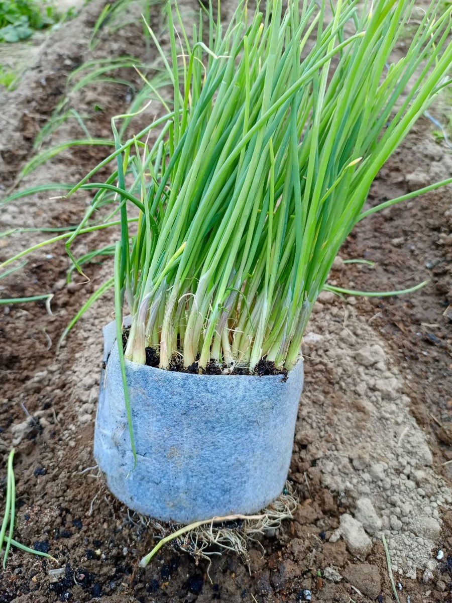Лук Эксибишен в улитке перед высадкой в грунт