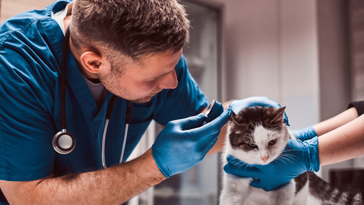    Любой симптом – повод обратиться к ветеринару. Фото: freepik