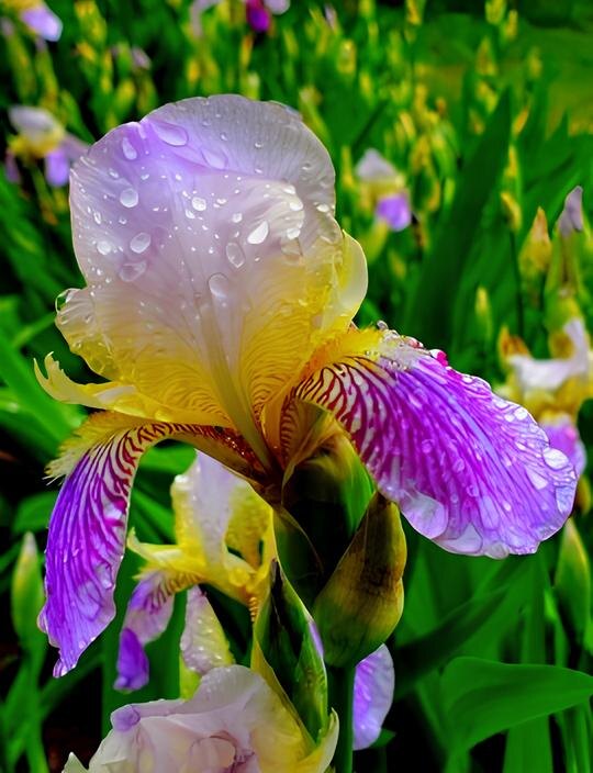 Цветок ириса после июльского дождя. Фото из открытого доступа.