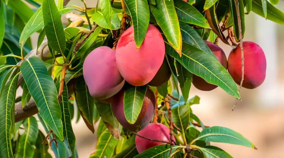 Фото Ghulam Hussain (Getty Images)